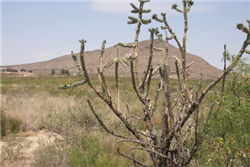Texas, Hudspeth County, 0.38 Acre Sierra Blanca, Lots 17 & 18, Adjoining. TERMS $142/Month