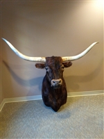 Longhorn Mount - Brindle