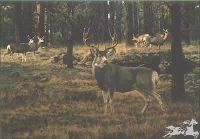 Blue River Muley by Tim Cox