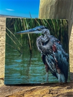 Feeding Great Blue Heron