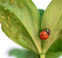 Adult C. novemnotata Ladybugs