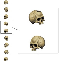Skull Stringer (1/pkg)