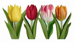 Tulip Cutouts (4/pkg)