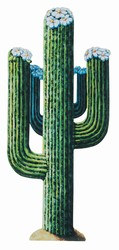 Jointed Cactus