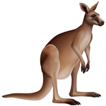 Jointed Kangaroo