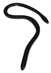 ER 16" Worm Black 10 Bulk Count