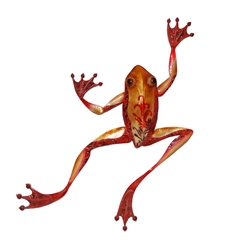 Eangee Home Design Wall Frog Large (m412023)