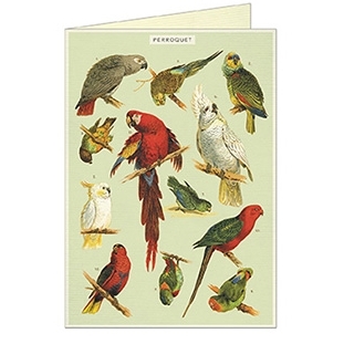 Parrot Greeting Card