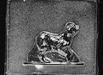 Cocker Spaniel Chocolate Mold dog animal