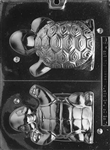 3D Happy Turtle Chocolate Animal Mold