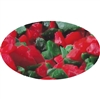 Red and Green Peppermint Candy Crunch Christmas holiday winter