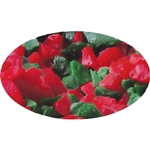 Red and Green Peppermint Candy Crunch Christmas holiday winter