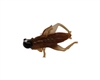 1/16oz Cricket Body/Black Head/White Eye 2/Pk