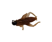 1/16oz Cricket Body/Black Head/White Eye 2/Pk