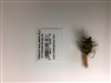 MFS #4 Bumble Bee Bug 1/Pk