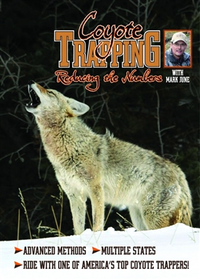 Coyote Trapping Reducing the Numbers - Mark June