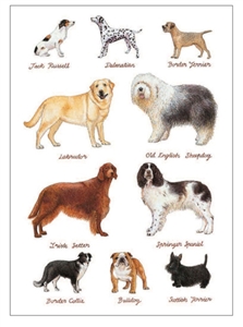 Dogs Card