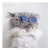 NEW- Cool Cat Card 16cm