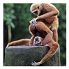 NEW- Monkey Business Card 16cm