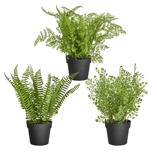 DUE JAN Potted Ferns 3 Assorted 29cm