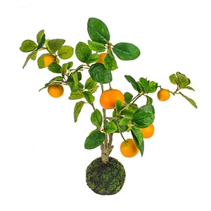 Tree With Oranges