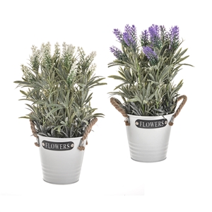DUE JAN Potted Lavender Flowers In Metal Bucket 2 Assorted