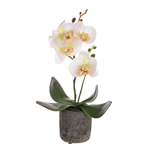 Potted Mini Orchid - Cream 36cm