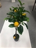 Lemon Tree In Pot 43cm