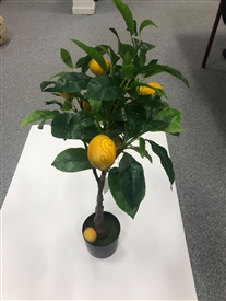 Lemon Tree In Pot 43cm