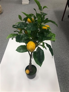 Lemon Tree In Pot 43cm