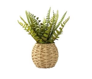 Ferns In Round Rattan Basket 26cm