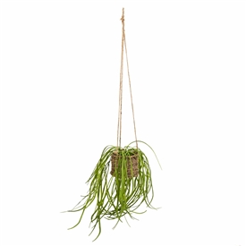 Hanging Basket Spider Plant