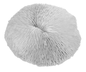 Resin Mushroom Coral Ornament 19cm