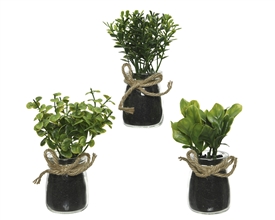 3 Asst Plant In Pot