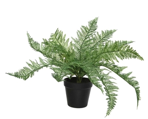 Fern In Plastic Pot 55cm