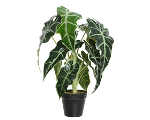 Artificial Alocasia Potted Plant- 50cm