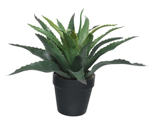Aloe Vera In Pot 28cm