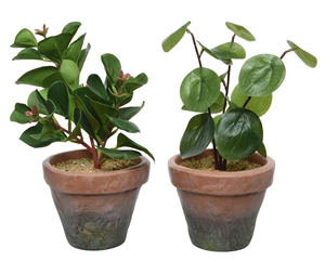 2 Asst Plant In Pots