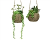 2 Asst Hanging Basket Succulent 22cm