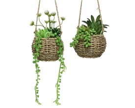 2 Asst Hanging Basket Succulent 22cm