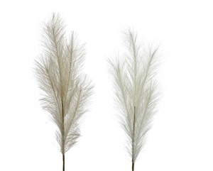 2 Asst Pampas Grass On Stem 80cm