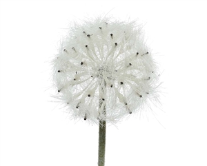 White Dandelion On Stem 50cm