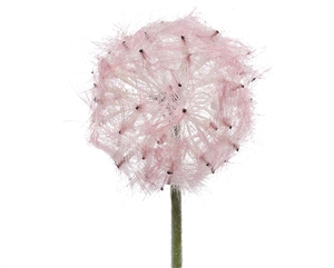 Pink Dandelion On Stem 50cm