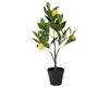 Lemon Tree In Pot 60cm