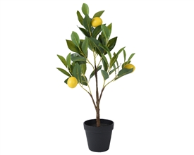 Lemon Tree In Pot 60cm