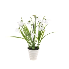 Potted Snowdrop Plant 22cm