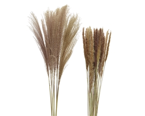 Pennisetum Grass Plume 80cm