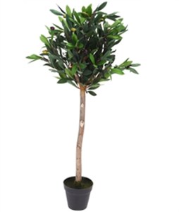 Olive Tree In Pot 94cm
