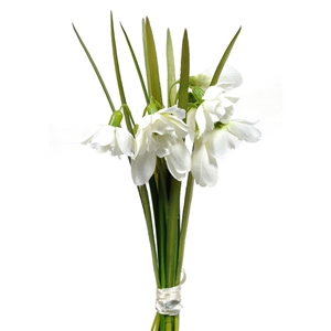 Snowdrop Bundle 19cm