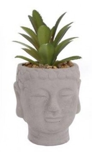 Buddha Head Succulent 16cm